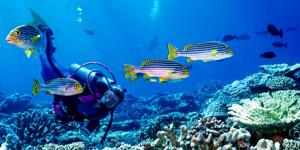 Marine Diving Awards go to Maldives in Two Categories Marine Diving Awards go to Maldives in Two Categories