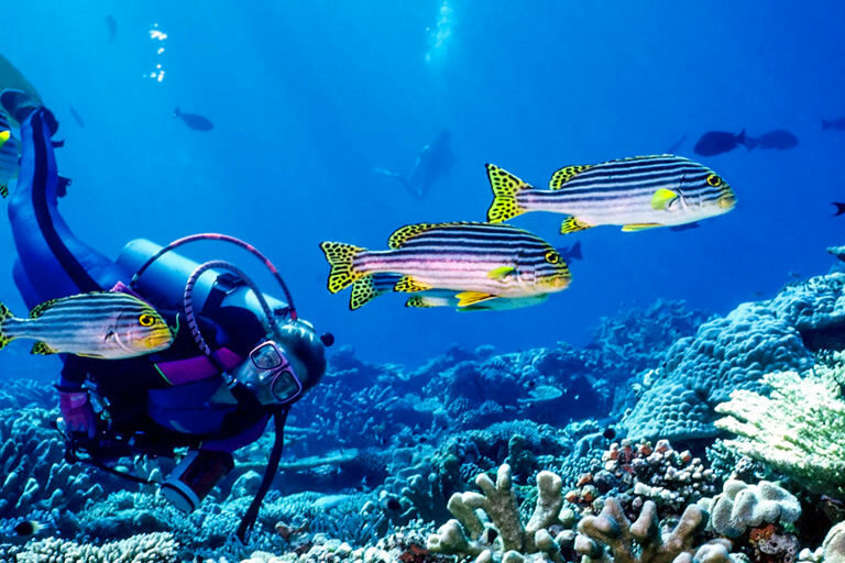 Marine Diving Awards go to Maldives in Two Categories Marine Diving Awards go to Maldives in Two Categories