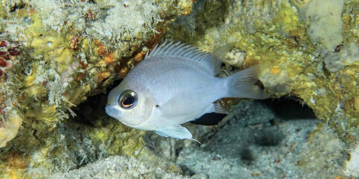 Maldives Waters Sees New Species of Fish. Photo Credit: mvrepublic.com via Google Images Maldives Waters Sees New Species of Fish. Photo Credit: mvrepublic.com via Google Images