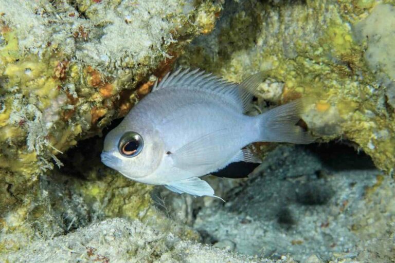 Maldives Waters Sees New Species of Fish. Photo Credit: mvrepublic.com via Google Images Maldives Waters Sees New Species of Fish. Photo Credit: mvrepublic.com via Google Images