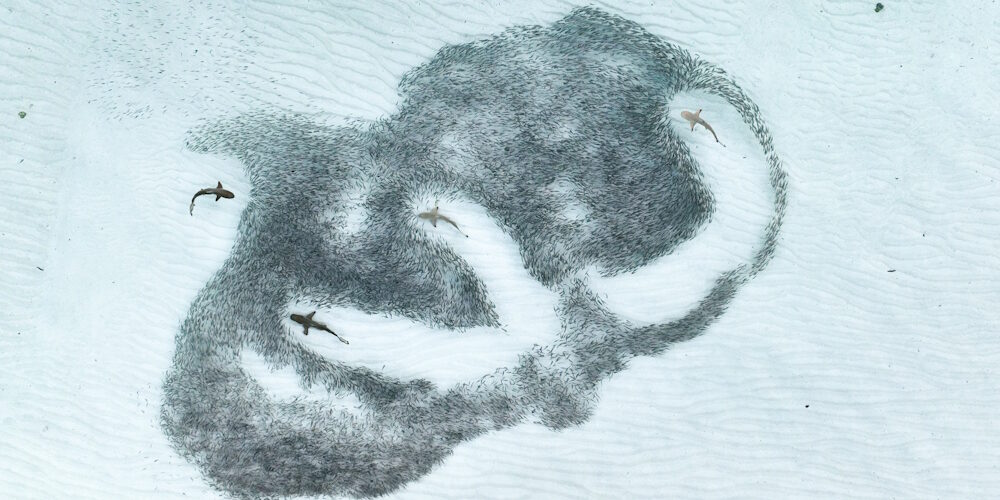 Royal Society Competition Sees Maldives Photo Win. Photo Credit: Angela Albi as seen on the Royal Society Publishing Photography Competition Royal Society Competition Sees Maldives Photo Win. Photo Credit: Angela Albi as seen on the Royal Society Publishing Photography Competition