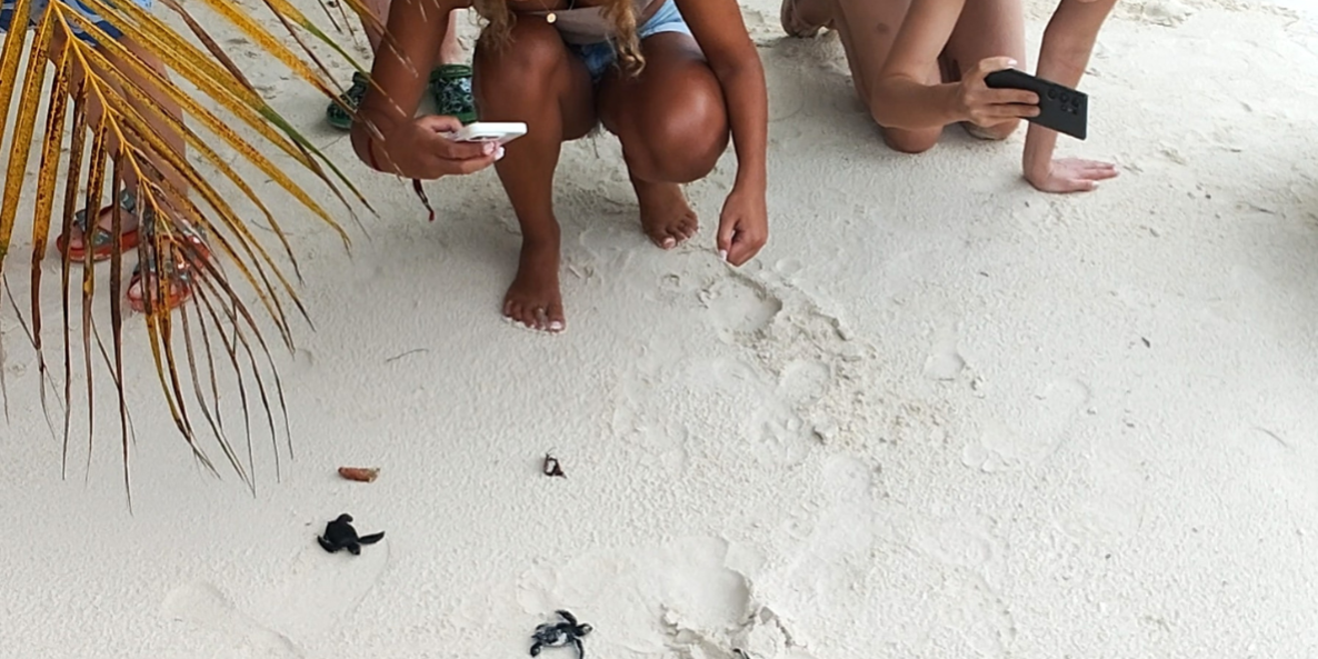 Ellaidhoo Maldives Celebrates Turtle Hatchlings on New Years. Photo Credit: Travel Trade Maldives